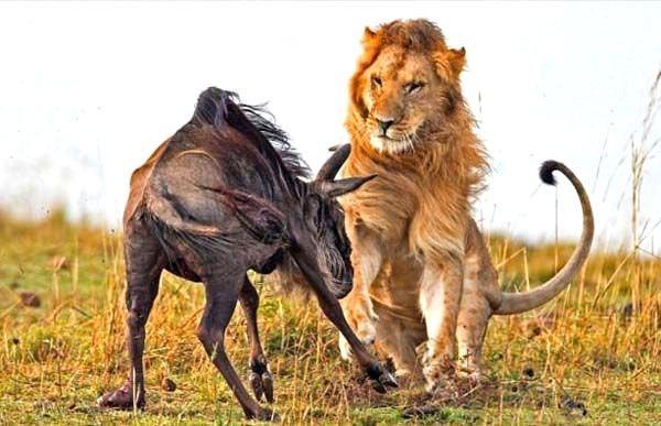 <p><strong><strong>ASLAN İLE ANTİLOP ÖLÜMÜNE KAPIŞTI</strong></strong></p>

<p>Aslan ile antilop arasında gerçekleşen avlanma mücadelesi, kameraya yansıdı. Yaralı antilopa saldırmak için en uygun zamanı bekleyen aslan, avını yenmeyi başardı.</p>
