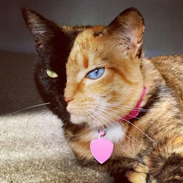 <p>Böyle bir kedi daha önce görmüş müydünüz? İşte şu sıralar internetin fenomenlerinden birisi 'Venüs' isimli bu kedi. Sarı siyah tüyleri, mavi yeşil gözleri onu diğer kedilerden ayıran en büyük özelliklerden. İşte Venüs'ün en çok beğenilen o fotoğrafları...</p>
