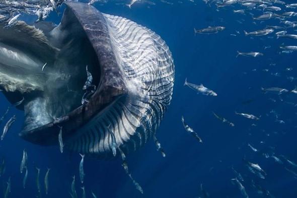 <p>Vahşi yaşam fotoğraf ajansı SeaPics'ten bir fotoğrafçı, denizlerin hakimi balinaların en az bilinen ve fotoğraflanan türlerinden olan Bryde balinalarını çok yakından fotoğraflamayı başardı.</p>

<p> </p>
