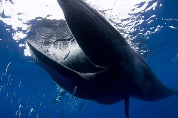 <p>Bryde balinaları, tüm zamanlarını tropikal ve subrropikal ekvator yakınındaki bölgelerde geçiren tek balina türü olarak biliniyor.</p>

<p> </p>
