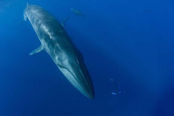 <p>Japonya'da ise bu tür avlanıyor. SeaPics fotoğrafçısı, karnını küçük balıklarla doyurduğu anda yaptığı bu çekimlerin ardından ''Hayatımda yaşadığım en heyecanlı anlardı. Santim farkla yanımdan geçerken adeta nefesim kesildi. Büyüleyici bir canlı. Kendimi çok şanslı hissediyorum'' dedi.</p>

<p> </p>
