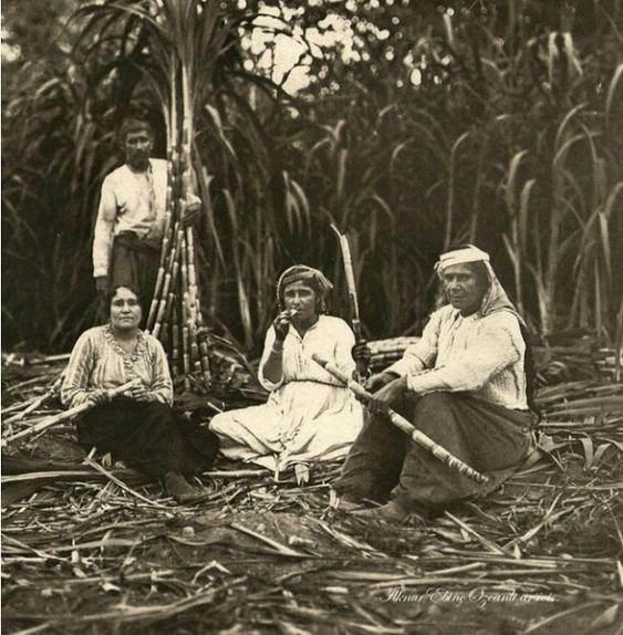 <p>1922  / Şekerkamışı tarlası Coğrafi sınırları Alanya burnundan başlayıp Suriye'ye kadar uzanan antik bölgedeki bir şekerkamışı tarlasında çalışan işçiler.. </p>

<p> </p>

