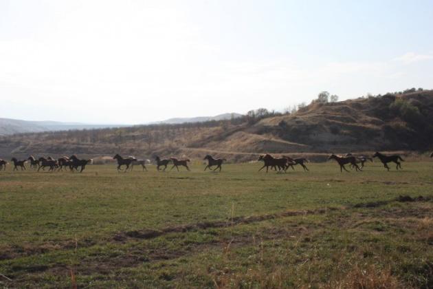 <p><span>Yeniköy mevkii ise İşletme merkezinin 19 Km. kuzeyinde Malatya Havaalanı ile Tohma vadisi arasında olup, Yeniköy arazilerinin eğimleri düşük, düzgün ve toprak derinliği fazladır.</span></p>