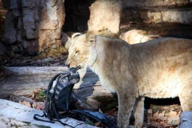 <p>İspanya'nın doğusundaki Barcelona kentinde, hayvanat bahçesinde aslanların bulunduğu alana giren 45 yaşındaki İspanyol, 3 aslan tarafından ısırılarak ağır yaralandı.</p>

<p> </p>

<p> </p>
