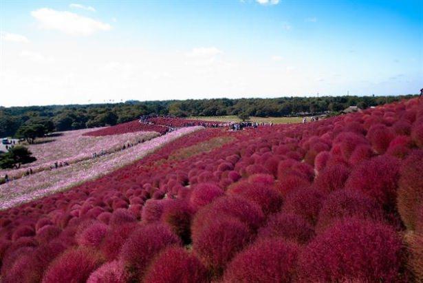 <p>Hitachi Seaside Park ,Hitachinaka, Ibaraki, Japonya</p>
