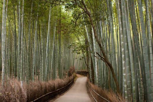 <p>Bamboo ormanı, Arashiyama, Kyoto, Japonya</p>
