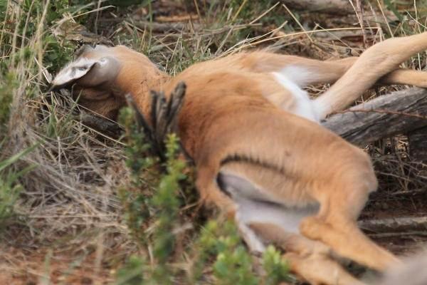 <p>Güney Afrika'da Marakele Ulusal Parkında çekilen bu görüntüler görenlerin içine burktu.</p>
