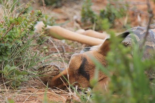 <p>Annesinin gözü önünde piton tarafından yutulan bebek Impala'nın bu anları yaban hayat rehberi Michelle Sole tarafından fotoğraflandı.</p>
