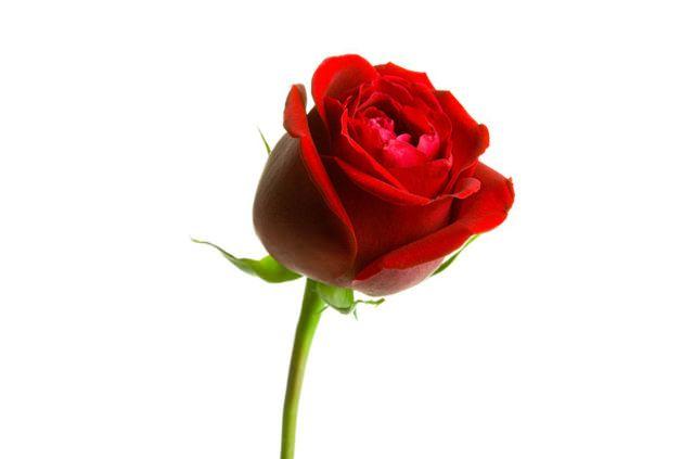 <p><strong>KIZ ARKADAŞINIZA GÜL</strong></p>
<p>Bir adam ya da kadın yaklaşır ve kız arkadaşınızın eline gül tutuşturur sonra da parasını ister. Ancak çok yüksek bir para ister. Kız arkadaşınıza mahçup kalmamak için parayı ödemek zorunda kalırsınız. PARİS, ROMA, BARCELONA</p>