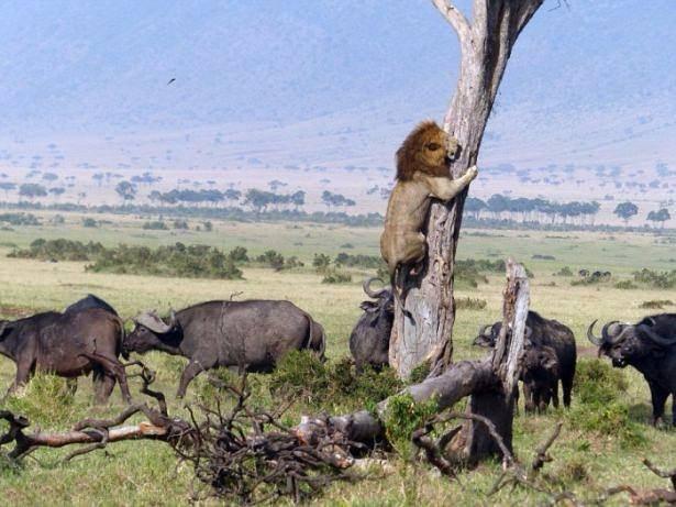 <p>Bufalo sürüsünün arasında kalan Aslan bu durumdan ağaca tırmanarak kurtuluyor ama şimdilik....</p>
