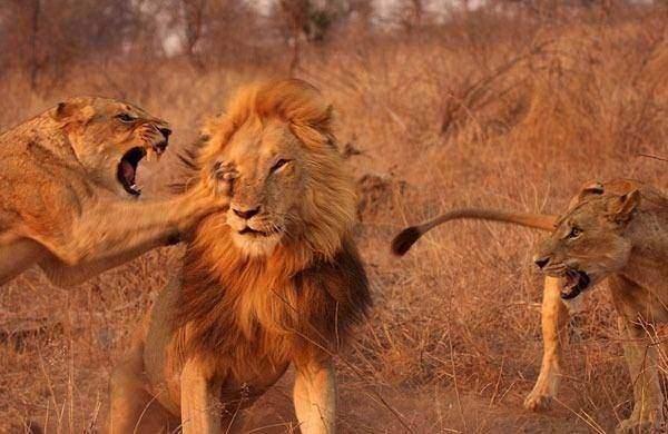 <p>Sert pençe darbeleri ve ısırıklarla şaşkına dönen erkek aslan, iki dişi aslanın karşısında çareyi kaçmakta buldu.</p>