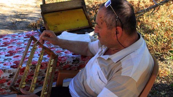 <p>Çankırı'da arı sütü üretimi yapan Recep Tonbul, ahşap kaşıklarla miligram miligram topladığı arı sütlerini Türkiye'nin birçok kentine gönderiyor. </p>
