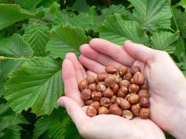 <p><strong>FINDIK: </strong>Mucize besinler arasında en özel yere sahip... Her gün sadece 25-30 gr fındık yemek, günlük E vitamini ihtiyacının yüzde 100′ünü karşılar.   </p>
