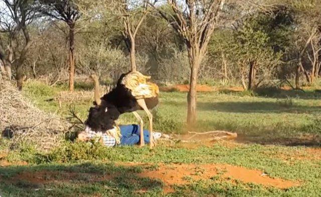 <p>Güney Afrika'da kaydedilen görüntülerdeki deve kuşu saldırısı dehşete düşürdü.</p>

<p> </p>
