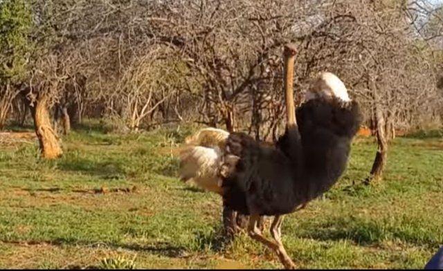 <p>Güney Afrika'da 24 yaşındaki bir kadın, kocasıyla birlikte önünde fotoğraf çektirdiği gergedanın boynuz darbeleriyle ağır şekilde yaralandı.</p>

<p> </p>
