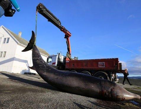 <p>Norveç'in Bergen kenti yakınlarında Sotra adasında karaya vuran balinanın midesinden çıkanlar şaşkına çevirdi. </p>

<p> </p>
