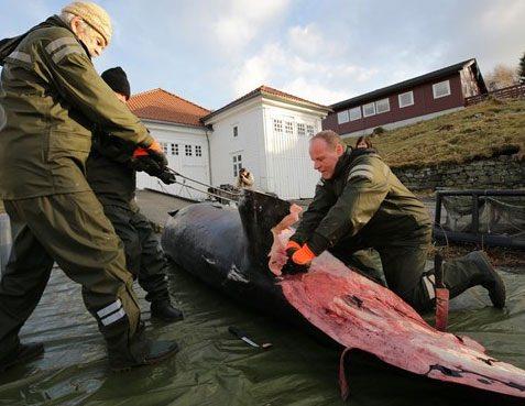 <p>Karaya vuran balinanın yayınlanan görüntüleri Norveç İklim ve Çevre Bakanı Vidar Helgesen'in de tepki göstermesine neden oldu. </p>

<p> </p>
