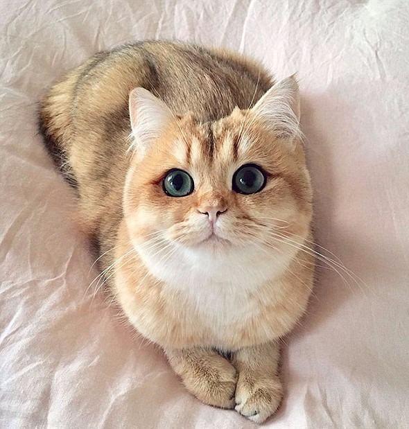 <p>Tombik suratlı Pumpkin de diğer kedi rakipleri arasında kendine bir yer arıyor. Onu da 42 bine yakın kullanıcı takip ediyor.</p>