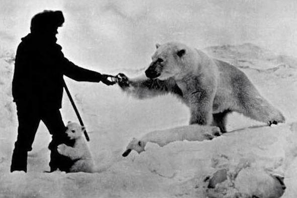 <p>1970'li yıllarda bir Rus kutup ayısı ve yavrularını sütle beslerken...</p>

<p> </p>
