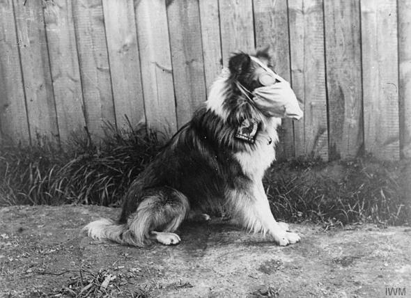 <p>Askeriyede çalışan bir köpek zehirlenme riskine karşı gaz maskesi takarken... Belçika / 1916</p>

<p> </p>
