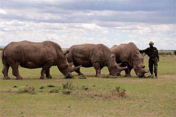<p>Afrika'daki ka&ccedil;ak avlanmalar nedeniyle nesli yok olmanın eşiğine gelen beyaz gergedanlardan t&uuml;r&uuml;n&uuml;n son erkek &ouml;rneği Sudan, Najin ve Fatu ismindeki iki dişi gergedanla birlikte g&ouml;zetim altında tutuluyor.</p>

<p>&nbsp;</p>

<p>&nbsp;</p>
