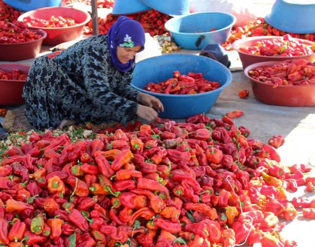 <p>Elle parçalandıktan sonra naylonların üzerinde bekletilen biberler, gün içerisinde ters yüz edilerek güneşte tamamen kuruması sağlanıyor.</p>
