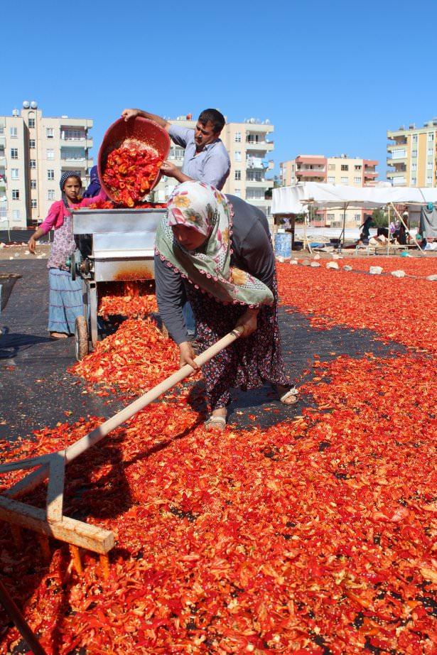 <p>Yıl boyunca küçük ev işletmelerin ya da baharatçıların tezgahlarında kilogramı kalitesine göre 15 ile 35 lira arasında değişen fiyatlarla satılan isot, zahmetli yolculuğun ardından sofralara ulaşıyor.</p>
