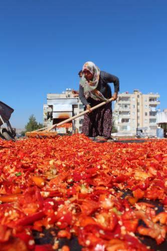 <p>Her yıl 3 ay boyunca pul biber ve salçalık biber hazırladıklarını belirten Polat, "Onlarca kadın, tonlarca isot ve salçalık biber çıkarıyor. Uzun ve zahmetli bir iş yapıyoruz. Günde 3-3,5 ton arasında biber temizliyoruz" dedi.</p>
