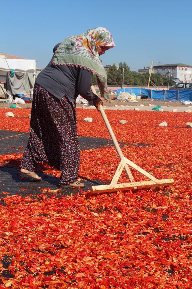 <p>Çalışma sırasında ellerinin acı nedeniyle yandığını ifade eden Polat, yaptıkları isotu satarak karşılığını aldıklarını kaydetti.</p>
