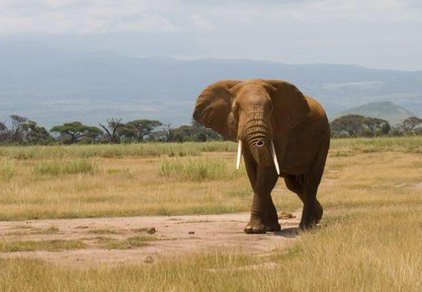<p><strong>KENYA</strong></p>
