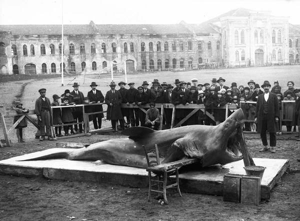 <p>Marmara Denizi'nde yakalanan dev köpek balığı Topçu Kışlası'nda sergileniyor (1920'li yılların sonu. İAE Arşivi) </p>

<p> </p>
