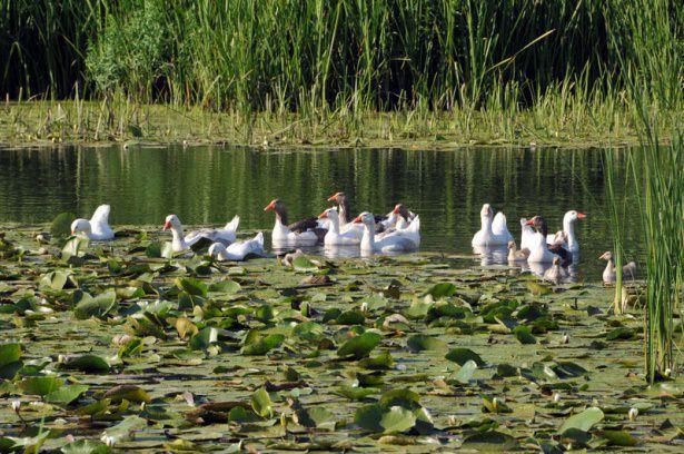 <p>Longozun Karasu kısmında yürüyüş yolu, restorant, sandal, deniz bisikleti, piknik ve park alanı gibi düzenlemeler yapılarak Eko-turizme kazandırılmaya çalışılmaktadır.</p>
