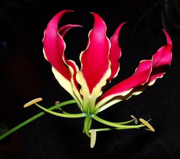 <p>Gloriosa</p>

<p>Bu güzel çiçeğin tanesi 6-10 dolar arası değişmekte</p>

