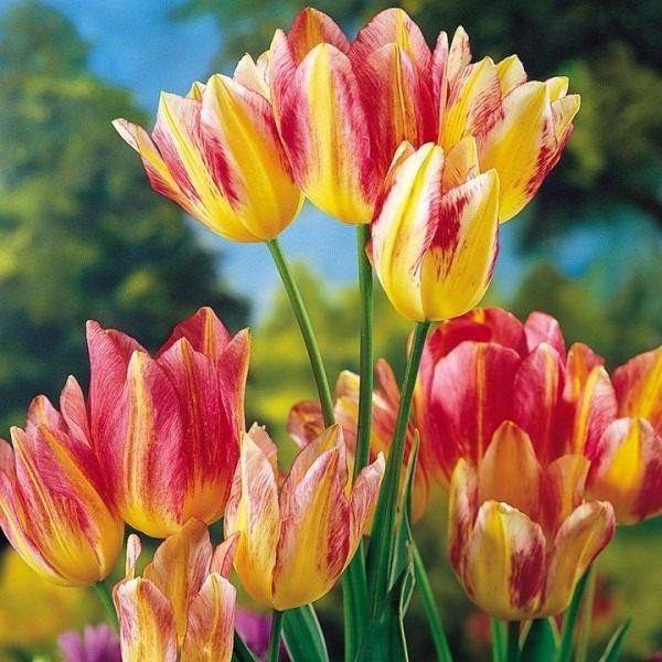<p>17.Yüzyıl Lalesi Soğanı</p>
<p>Bu görmüş olduğunuz lalelerse 5.700 dolar.</p>