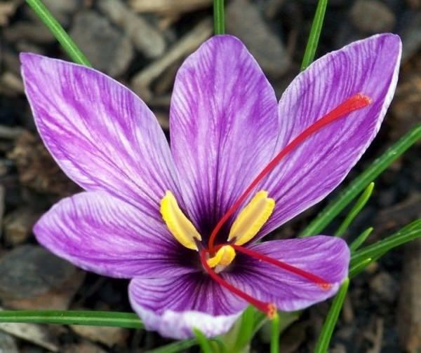 <p>Saffron Crocus</p>
<p>Bu güzel çiçeğin tane fiyatıysa 1.200-1.500 dolar arası</p>