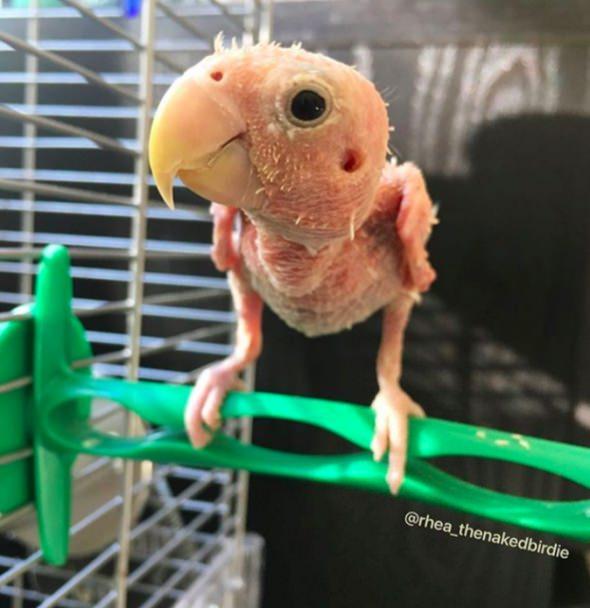 <p>Üşümesi dışında başka hiçbir sağlık sorunu olmayan minik Rhea, düzenli olarak veterinere de gidiyor. </p>