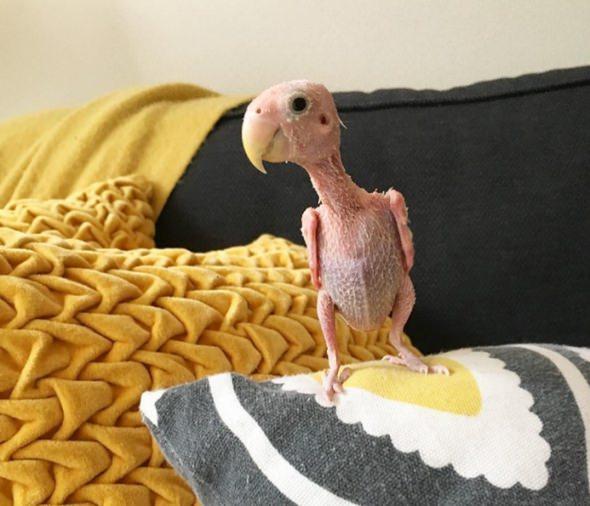 <p>Rhea doğuştan gelen bir hastalığı yüzünden tüy çıkartamıyor.</p>
