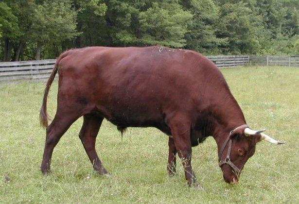 <p><strong>Öküz Öldü Ortaklık Bozuldu</strong><br />
</p>
<p>Evvelce fakir bir köylünün çift sürmekte kullandığı bir çift öküzü varmış. Bunlardan biri ölmüş. Köylü, toprak ağasına giderek yalvar yakar bir öküz parası istemiş. Ağa, köylüye:</p>
<p>- Öküzün parasını ödeyinceye kadar hayvan ortak malımız sayılacak. Elli dönüm tarlamı süreceksin, ağılıma bakacaksın, harmanda yardım edeceksin, diyerek ağır şartlar ileri sürmüş.</p>
<p>Ağanın şartlarını kabul eden köylü ona kul köle olmuş. Fakat aradan üç yıl geçtikten sonra parasının yarıdan fazlası ödenen öküz, gördüğü ağır işlere dayanamayıp ölmüş.</p>
<p>Ağa, eskisi gibi köylüye angarya işlerini yaptırmak istemiş. Sabrı tükenen köylü:</p>
<p>- Ağam, gayrı öküz öldü, ortaklık bozuldu, deyip ağanın zulmünden kurtulmuş.</p>