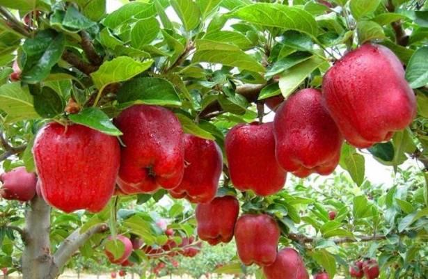 <p>İftardan sonra ya da sahurda mutlaka bir elma yemeyi unutmayın. </p>
<p> </p>