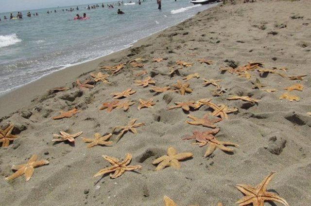 <p>Tekirdağ Çevre ve Şehircilik Müdürlüğü de ölü deniz yıldızlarının karaya vurmasıyla ilgili inceleme başlattı.</p>
