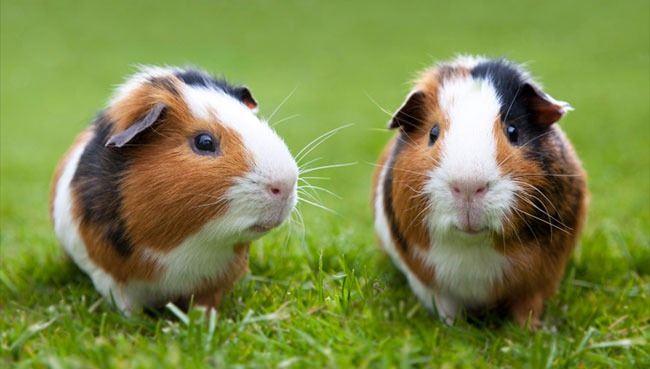 <p>İsviçre kanunlarına göre, Hint domuzu gibi sosyal hayvanların yanında bir tane arkadaşları olmak zorundadır. Yalnızca birine sahip olmak, hayvan tacizi olarak kabul edilir ve yasadışıdır.</p>
