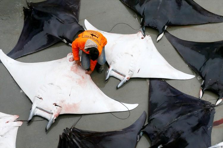 <p>Akdeniz açıklarında avlanan balıkçıların yaklaşık 3 metre genişliğinde, 150 ile 200 kilogram ağırlığında yakaladığı vatozlar görenleri şaşırtıyor.</p>

<p> </p>
