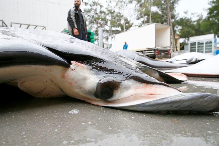 <p>"Vatoza Yunanistan'dan çok talep var. Bu nedenle vatozları Yunanistan'a satacağız. 30 tane balığımız 150 kilogram ile 200 kilogram arasında değişiyor. Biz bu balıkları burada işleyeceğiz, temizleyip 1 - 2 kilogramlık paketler halinde Yunanistan'a ihraç edeceğiz. Bu balıkları orada biliyorlar, tanıyorlar bizim ülkemizde şekli hoşumuza gitmediği için tüketilmiyor, orada çok seviyorlar."</p>
<p> </p>