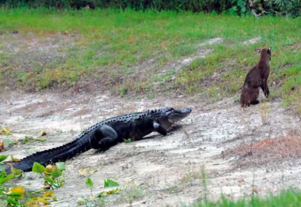 <p>Amerika, Tampa'da bir gölde çekilen fotoğraflar, sinsi bir avcı olan vaşağın, kendisinden sinsi bir rakiple karşılaşmasını gösteriyor.</p>

<p> </p>
