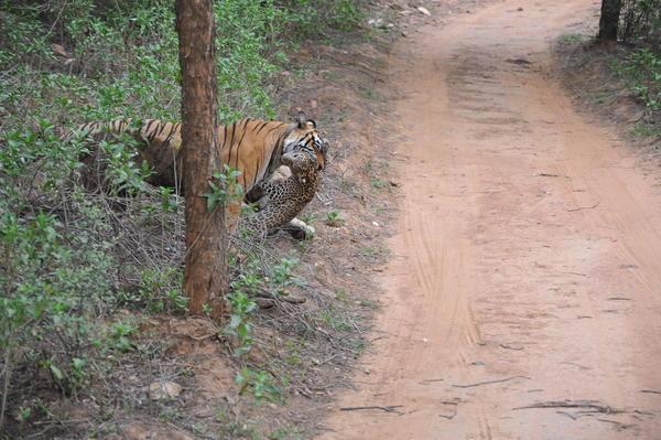 <p>Kaplan ve leoparın ölüm kalım savaşı, turist kamerlaraına yansıdı...</p>

<p> </p>
