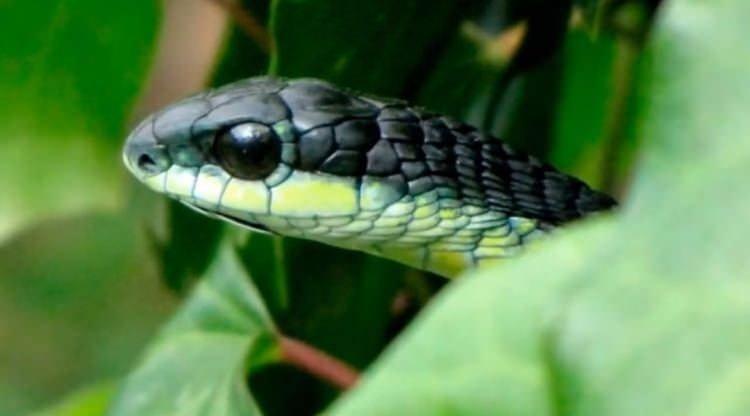 <p>Boomslang yılanı, ufak boyuna rağmen oldukça zehirli bir canlı. Isırdığı canlının gözlerinden kan gelir.</p>
