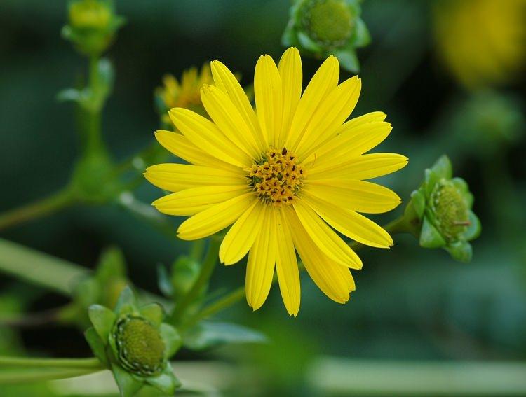 <p><strong>Silphium</strong></p>
<p>Yemeklerde tüketildiği kadar bitkisel ilaçlarda da kullanılan Silphium'un doğum kontrolünde etkili olmasının yanı sıra, erken doğumları da engelliyordu.</p>