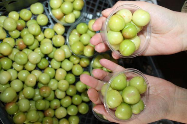 <p>Turfanda ilk eriğin mart, açık alanda ise nisan ayında hasat edildiğini anımsatan Koçak, "Bu yıl ilk defa mevsiminden aylar önce erik çıktı ve İstanbul’a gönderdik.</p>
