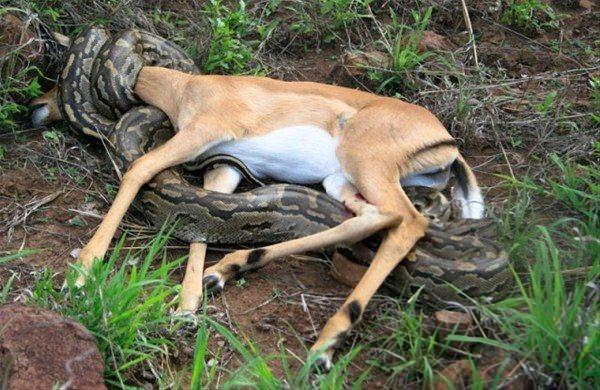 <p>Güney Afrika Kruger Ulusal Parkı'nda Fotoğrafçı Shelia Grobbelaar tarafından çekilen görüntüler görenleri şaşkına çevirdi.</p>

<p> </p>
