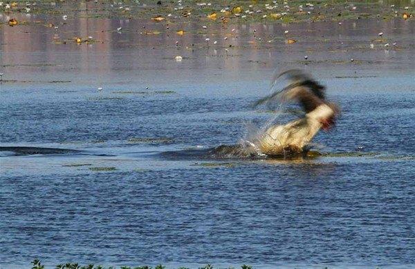 <p>Fotoğrafçı Donna Drexler tarafınfan çekilen bu karelerde su içmek isteyen küçük kanguru 4,5 metrelik bir timsaha yem oluyor.</p>
<p> </p>